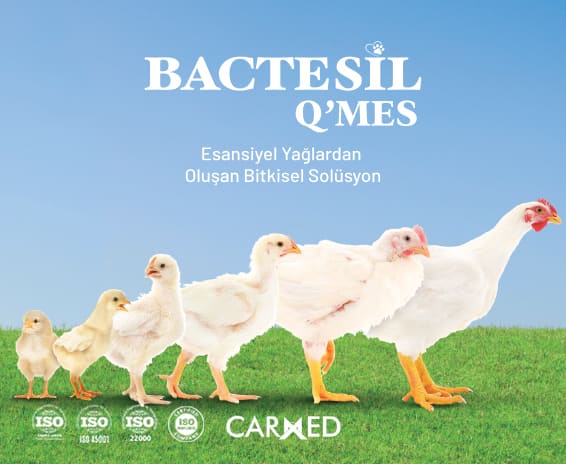 Bactesil Q'mes tanıtım görseli: "Esansiyel yağlardan oluşan bitkisel solüsyon" başlığı ve civcivden yetişkin tavuğa uzanan büyüme sırası